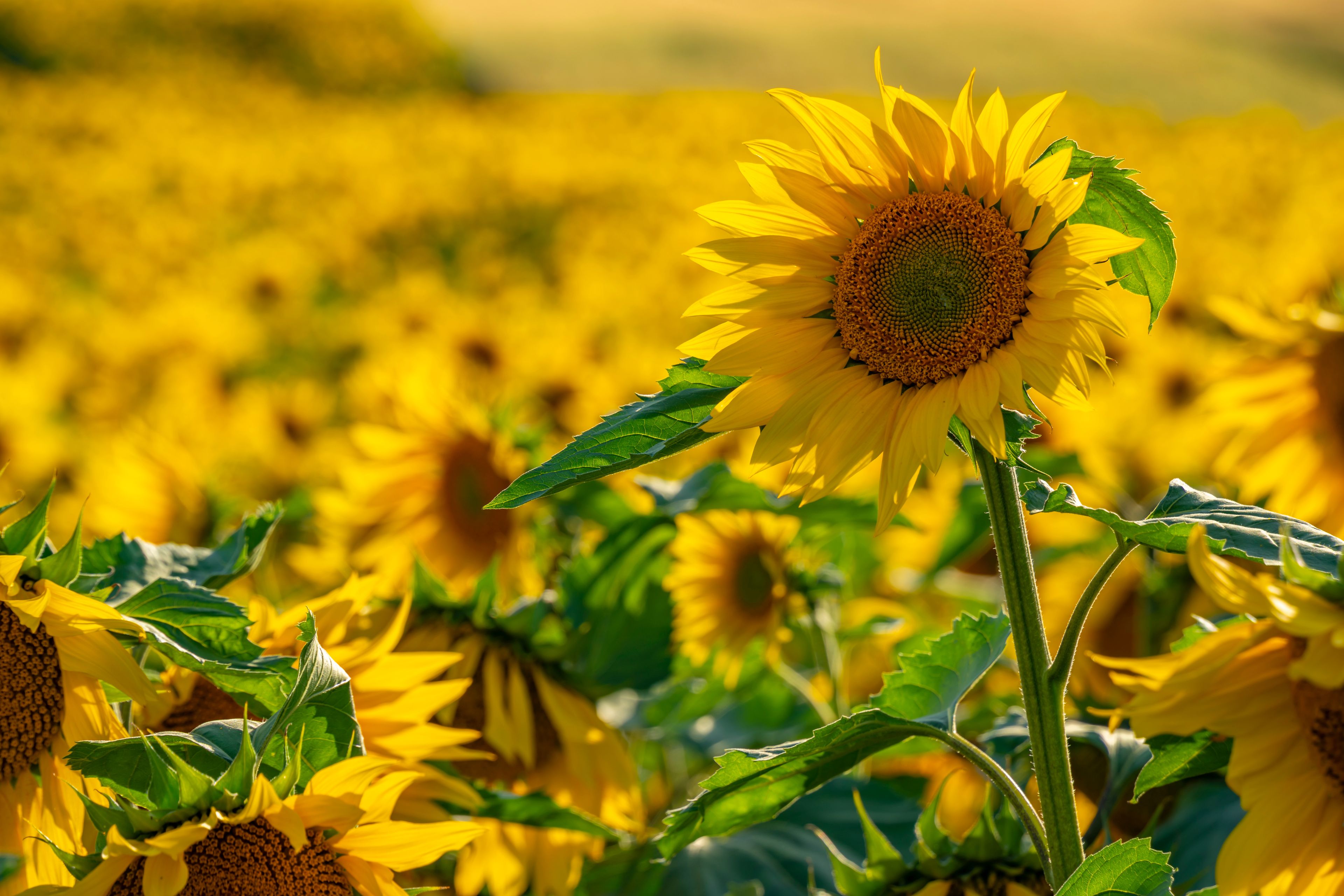 View of sunflowers at Barlow Sunflower Fields, Barlow, Derbyshire, England, United Kingdom