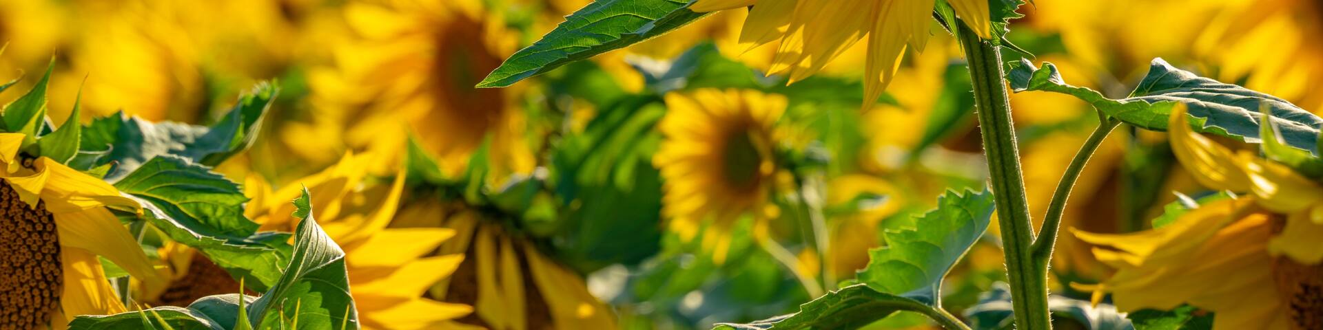 A field of sunflowers with a prominent sunflower in the foreground.