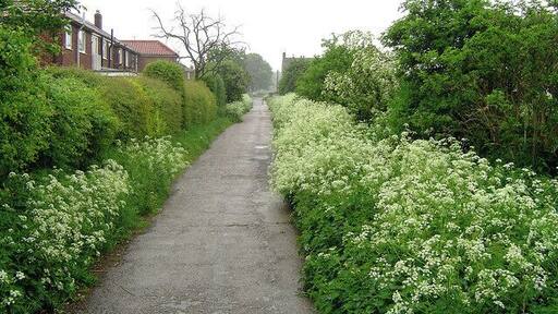 Edenthorpe Lanes. The history of Edenthorpe can be found following the link. http://www.edenthorpe.com/history.htm