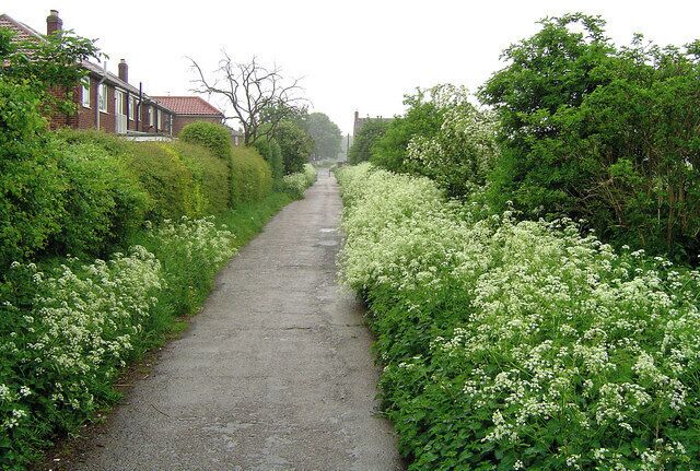 A narrow, paved path flanked by lush greenery and white flowering plants, leading through a residential area.