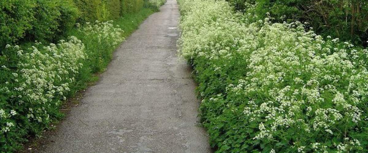 A narrow, paved path flanked by lush greenery and white flowering plants, leading through a residential area.