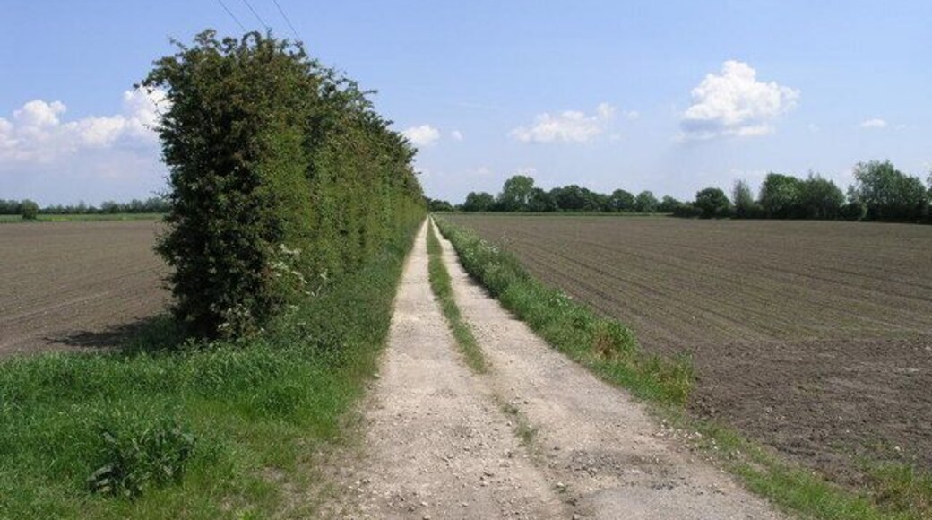 Tall Hedge and Track. This farm track crosses South Engine Drain on its way to Aucklands Farm.