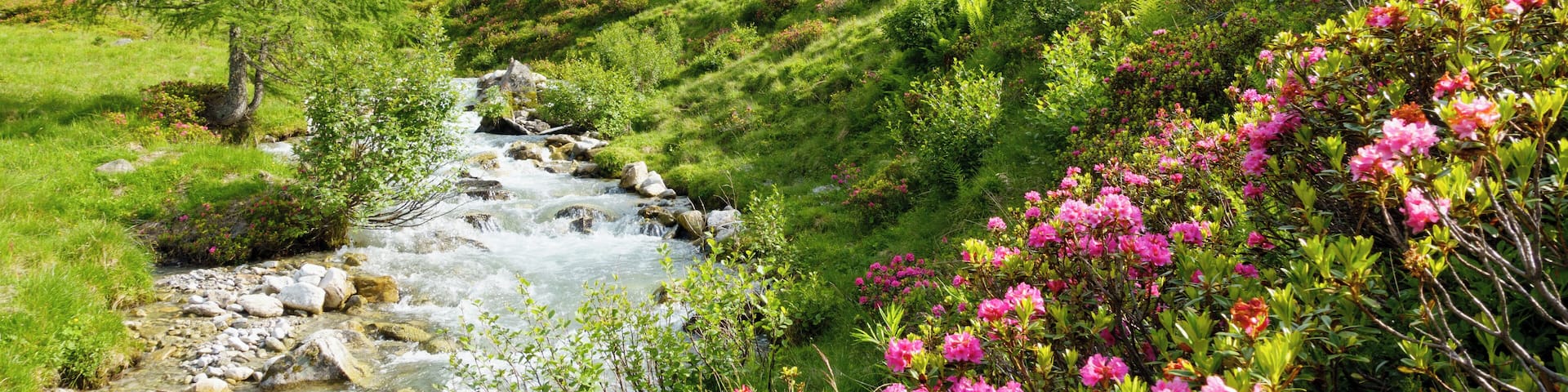 Wildbach im frühlingshaften Hochgebirge mit Alpenrosen im Vordergrund