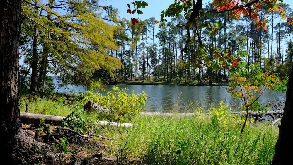 A serene lake surrounded by trees with green and red foliage, a calm water surface, and a grassy foreground.