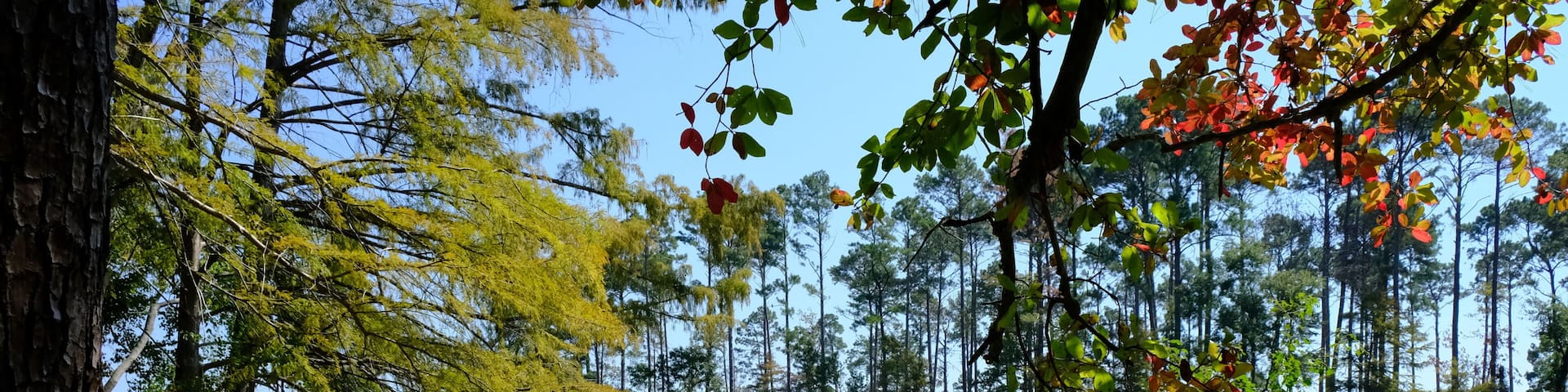 North Toledo Bend State Park in Zwolle Louisiana