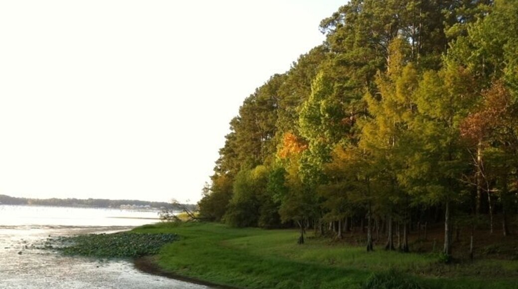 The hundred year drought is decimating the lake and the local economy. The water is normally up to the trees in this photo.