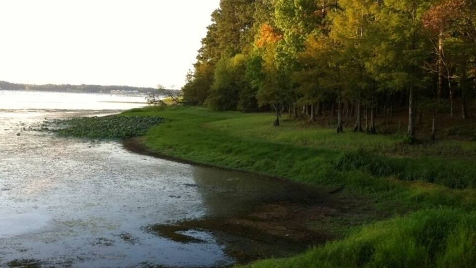 A riverbank with grassy areas and trees.