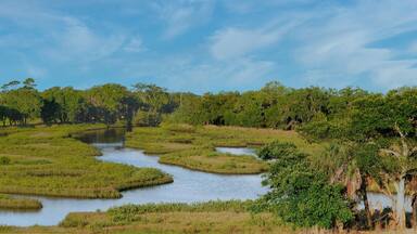 A river meandering through a marshland with dense greenery and trees.