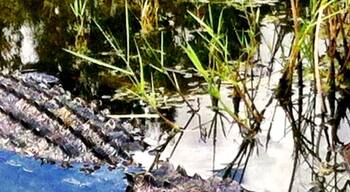 This 6-7 foot gator was hanging out on the Highlands course # 12 water hazard. My ball landed about eight feet away. So... Analyzing which club would be best for my shot AND self defense.
We have alligators... if you visit Sarasota they will not be hard to find. Just go to any golf course or large water retention pond.
#localgem
