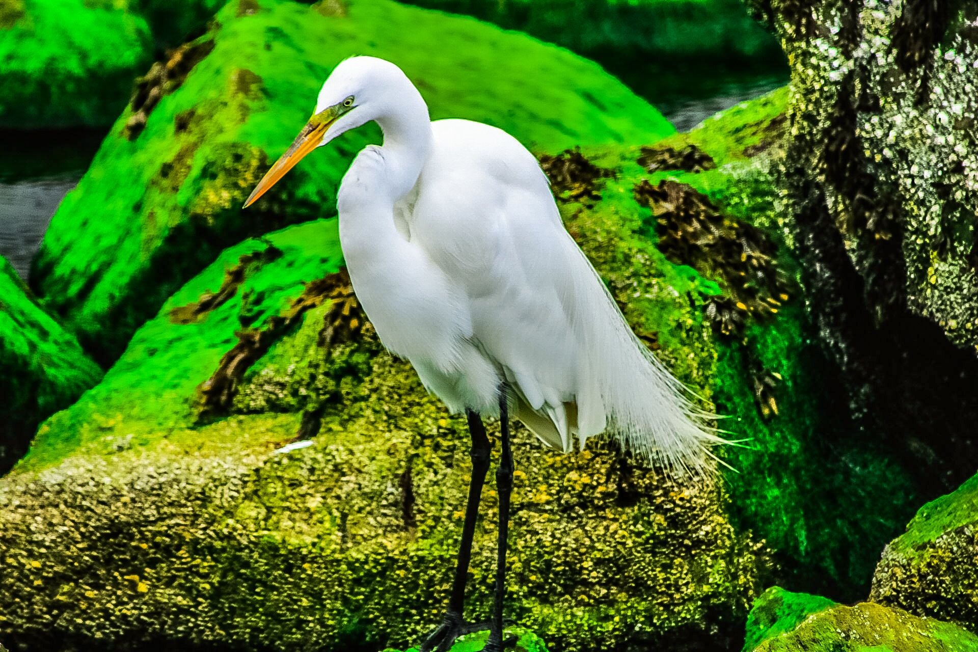 A little animal photography from my shoot at barnaget light house 