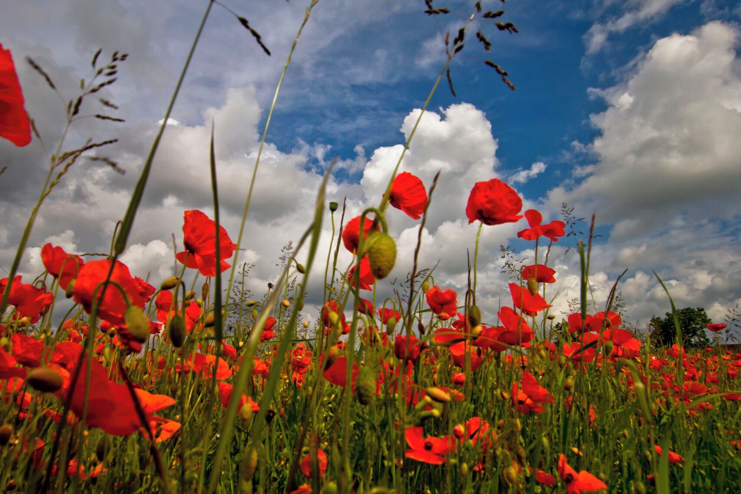 Found in a field near the village of Burton Fleming every other year the field is full of poppies ..