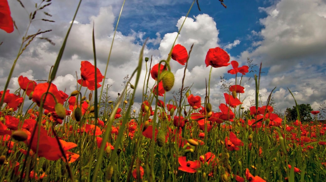 Found in a field near the village of Burton Fleming every other year the field is full of poppies ..