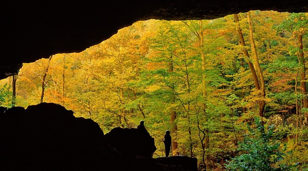Buffalo National River featuring fall colors and forests