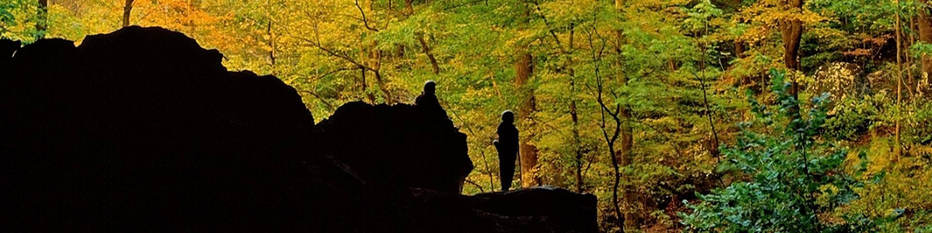 A forest with autumn foliage and a person standing on a rock.