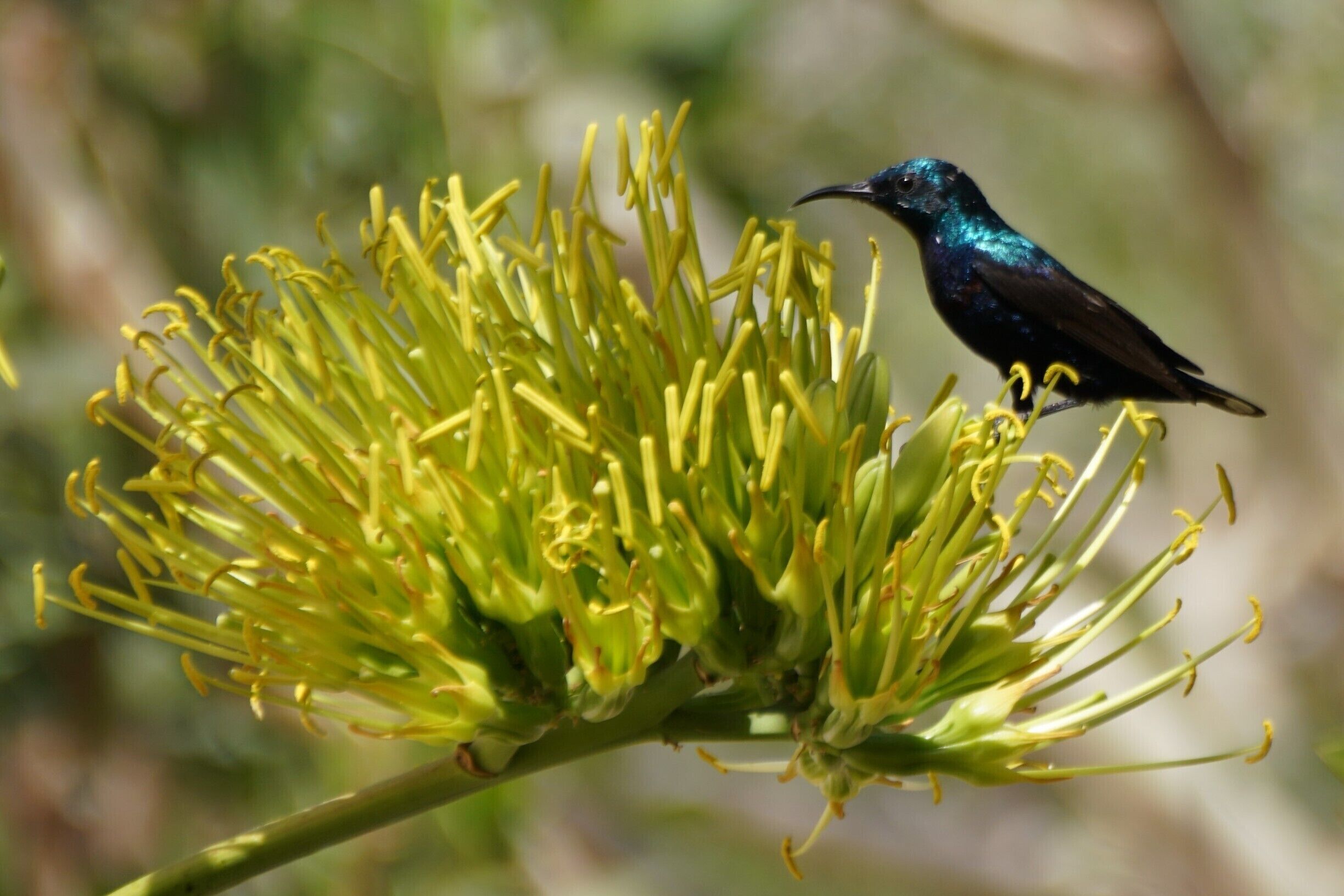 Palestinian Sunbird in breeding colours
