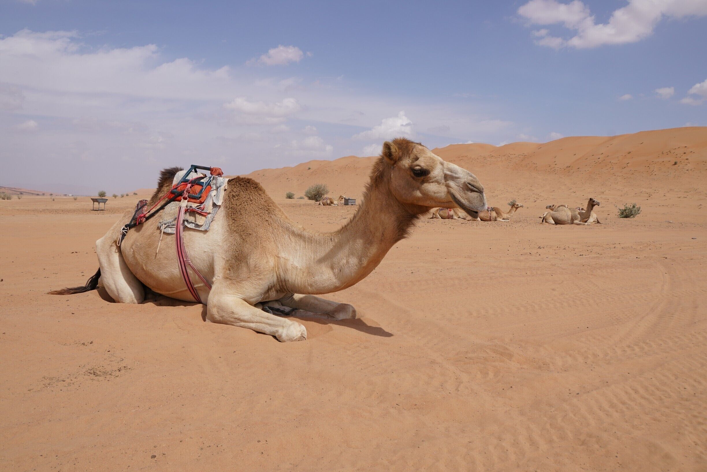A camel resting in a desert with sand dunes in the background.