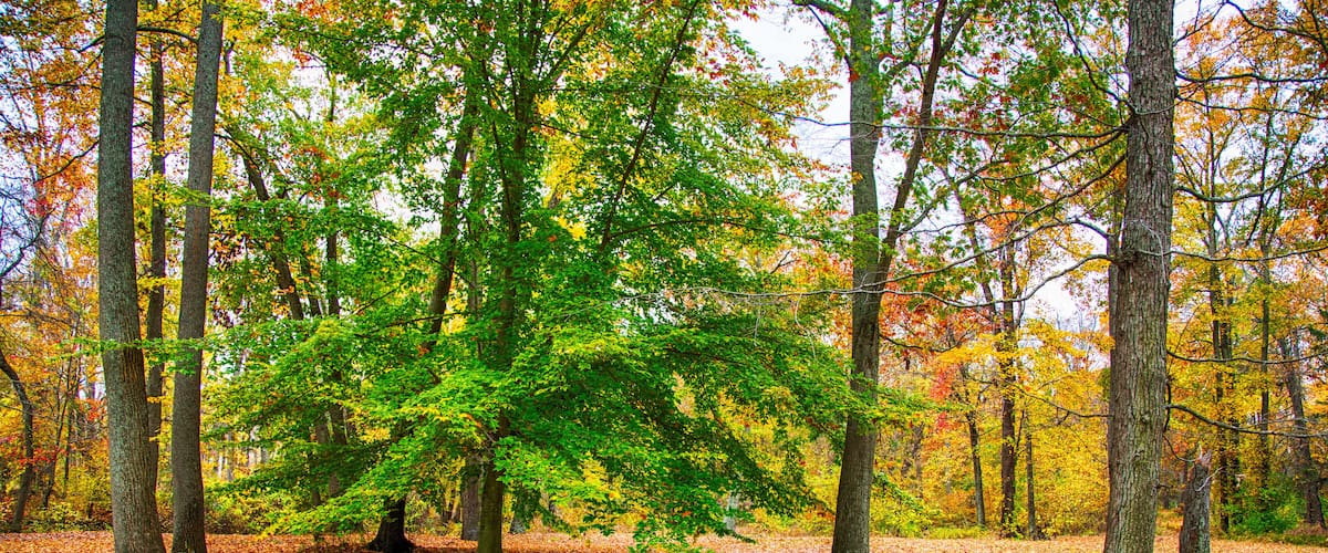A forest with a bench surrounded by autumn leaves.