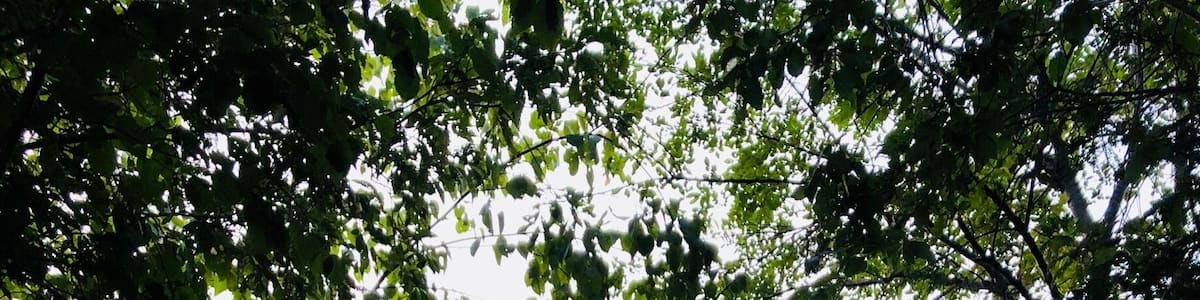 It looks Like a paradise bridge