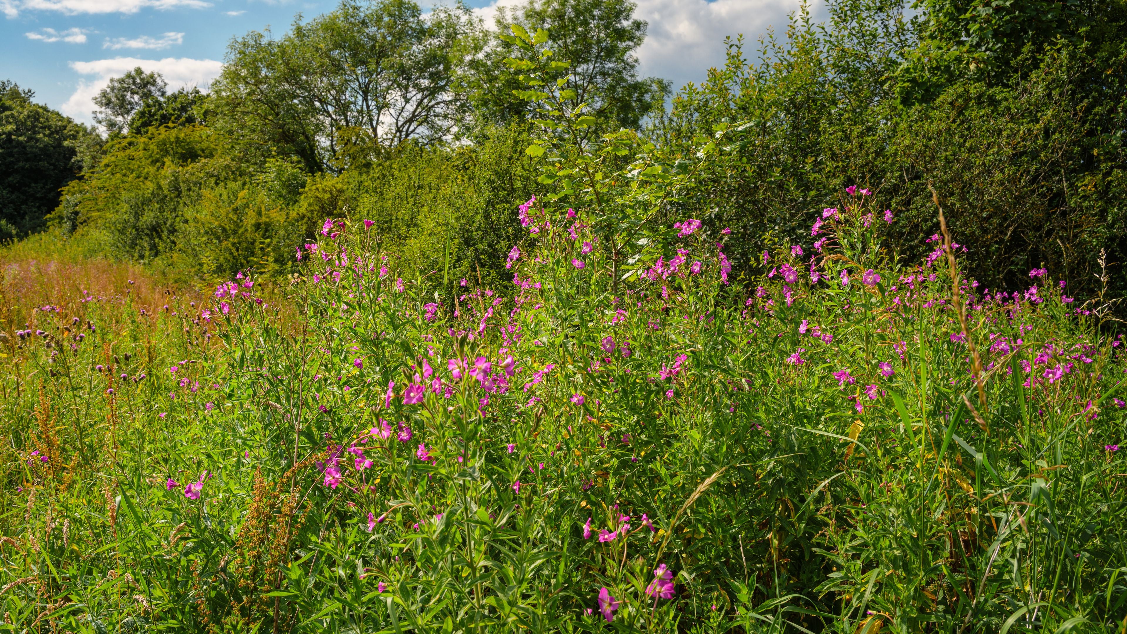 Een veld met paarse bloemen, groen gebladerte en bomen op de achtergrond.