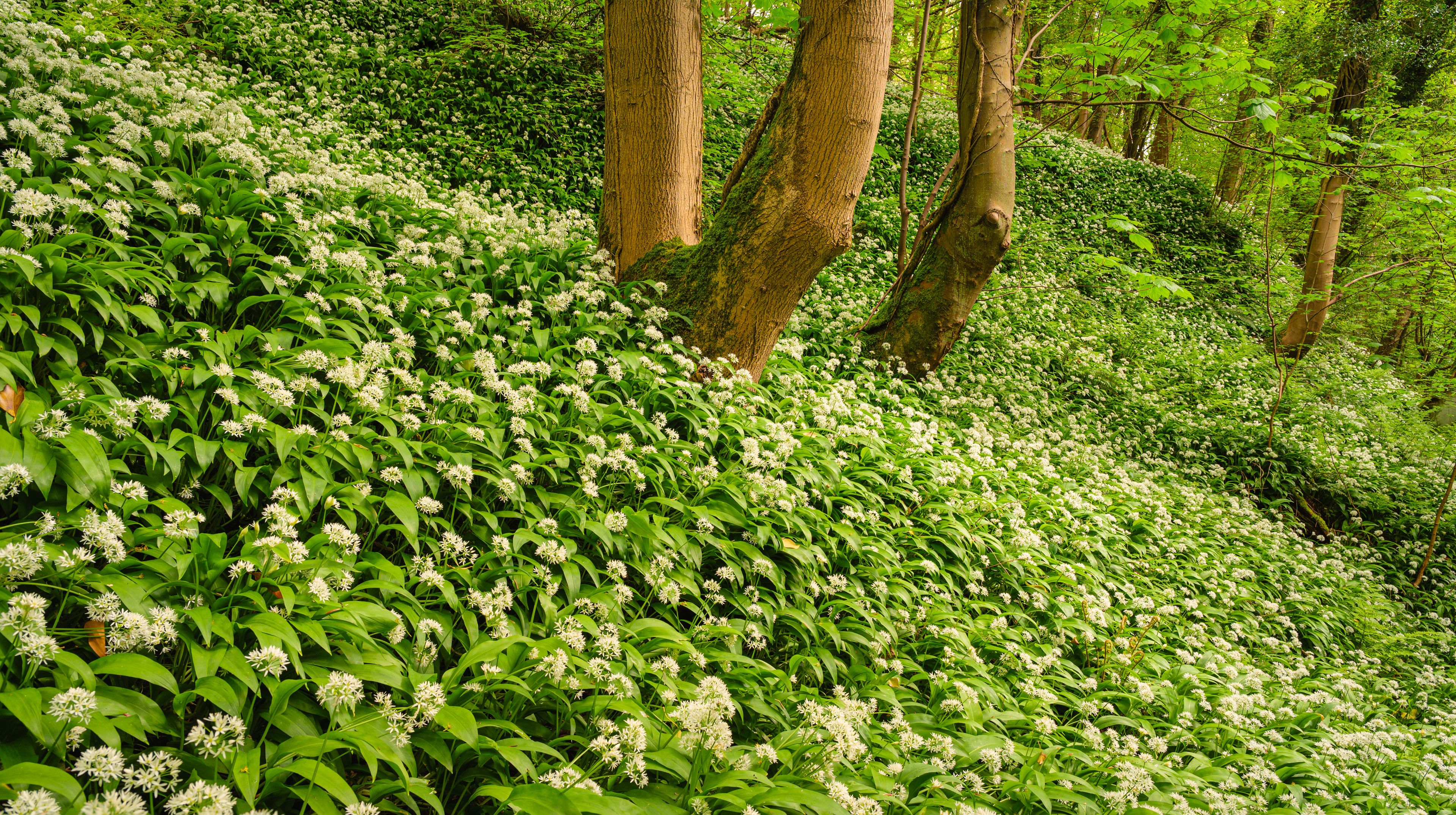 Een dicht bos met witte bloemen en groene bladeren.