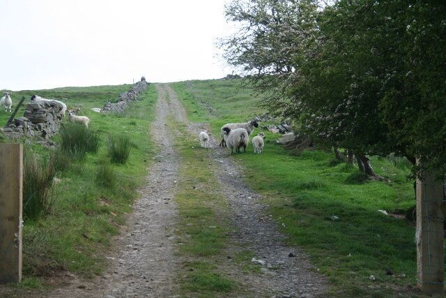 Road at Crossgreens Sheep on road at Crossgreens looking towards The Pike.