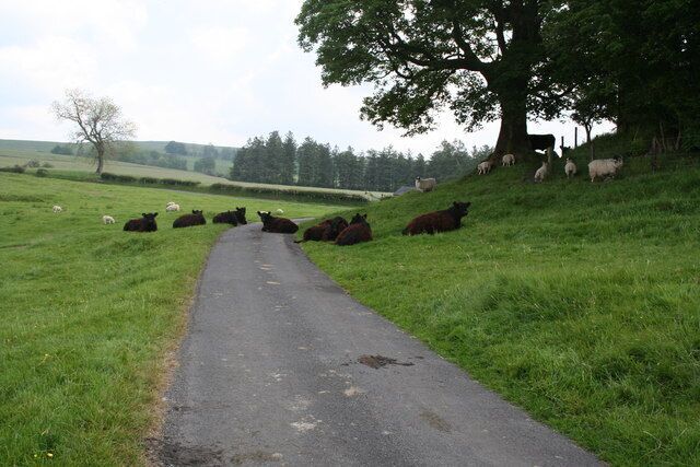 Road Block at Bewcastle Some cattle having a 'sit in' on the road at Bewcastle.