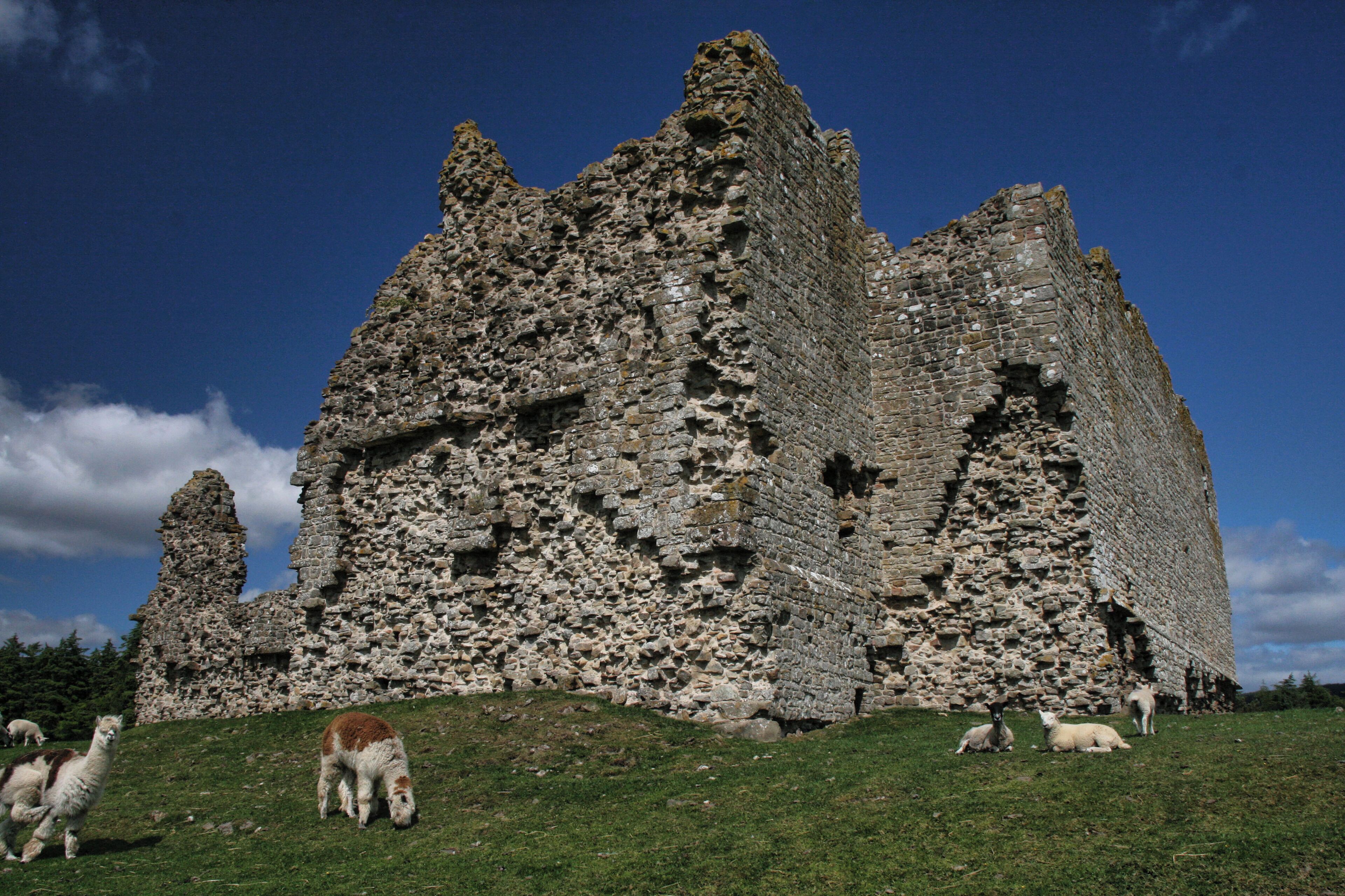 A large, ancient stone structure with multiple towers and a grassy foreground with grazing sheep.