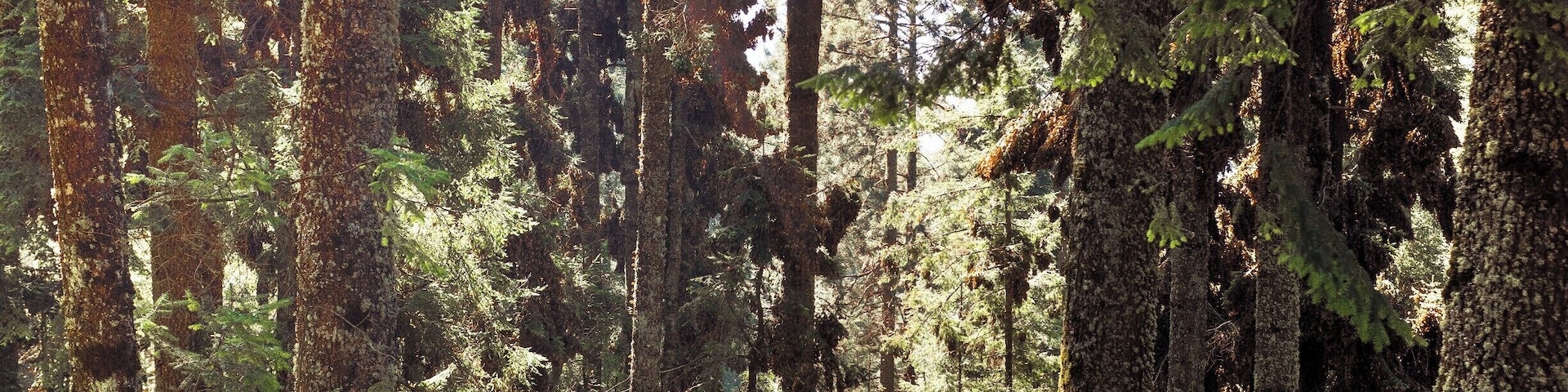 Those are millions of little Monarchs clumped on the threes!
Monarch Migration 🦋
Hands down one of the most special events we have had the pleasure to witness. Millions of Monarch wings fluttering to sound like a huge stream, the swarm of delicate orange overhead. Simply magical. .