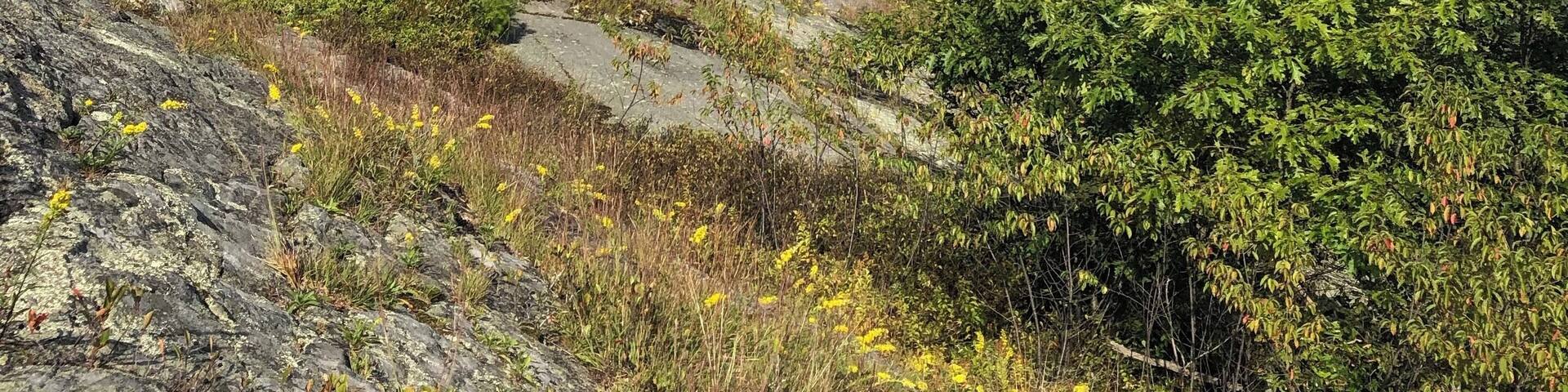 New Hampshire, tree tree trees for miles and miles. ❤️