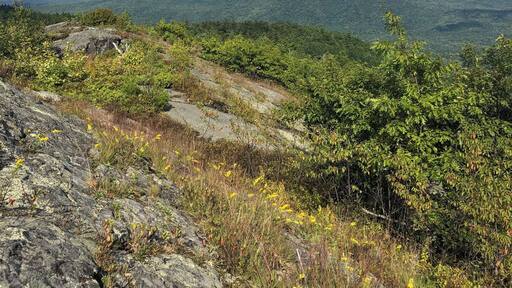 New Hampshire, tree tree trees for miles and miles. ❤️