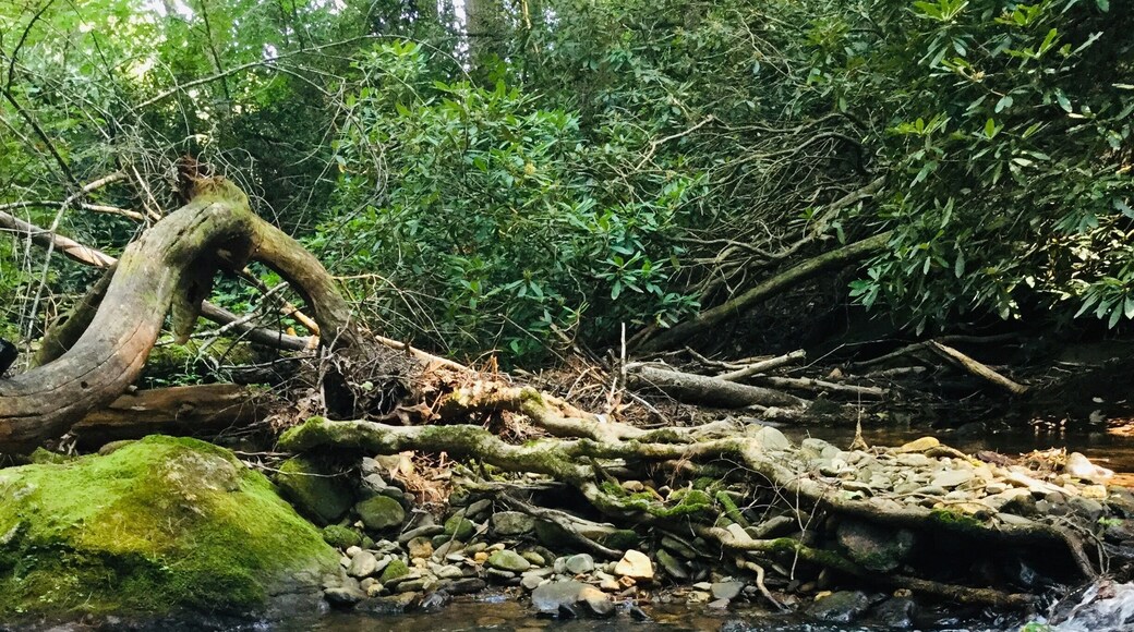 Found this little spot when my 3 teenagers wanted to go explore & swim in a river, summer 2019
#Adventure