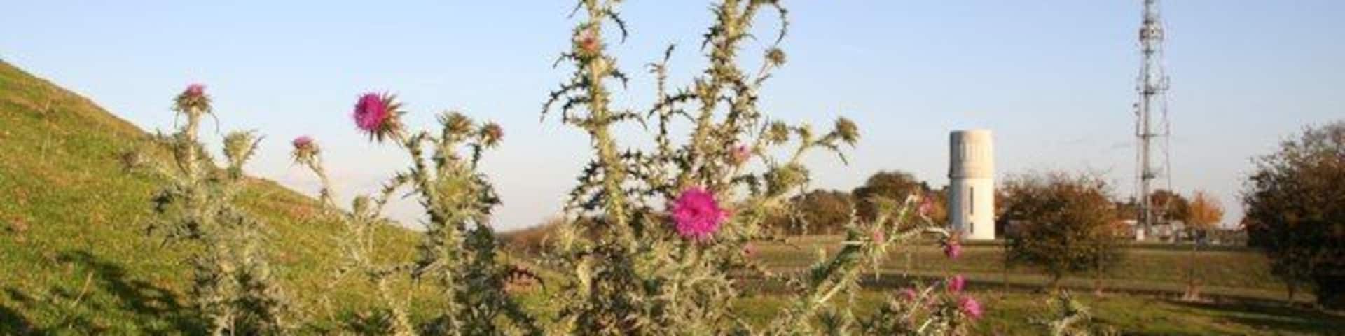 Beacon Hill thistle A thistle growing on Beacon Hill