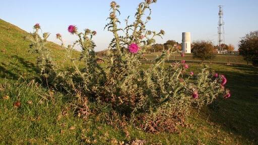 Beacon Hill thistle A thistle growing on Beacon Hill
