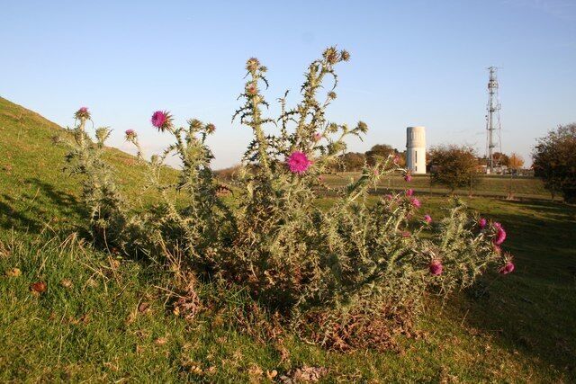A field with purple flowers, a white tower, and a transmission tower in the background.