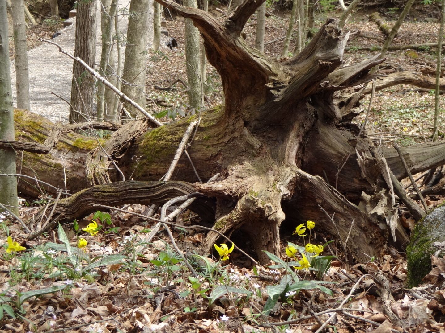 Yellow Trout Lily (Erythronium americanum) blooming in front of the artfully posed uprooted tree.

Yellow Trout Lily is named after the mottled pattern found on its leaves that resemble the skin of a trout.

Char-Mar Ridge Preserve is a 128 acre preserve with a 1.7 mile loop trail. Plenty of spring wildflowers and a pond with a wildlife viewing blind.