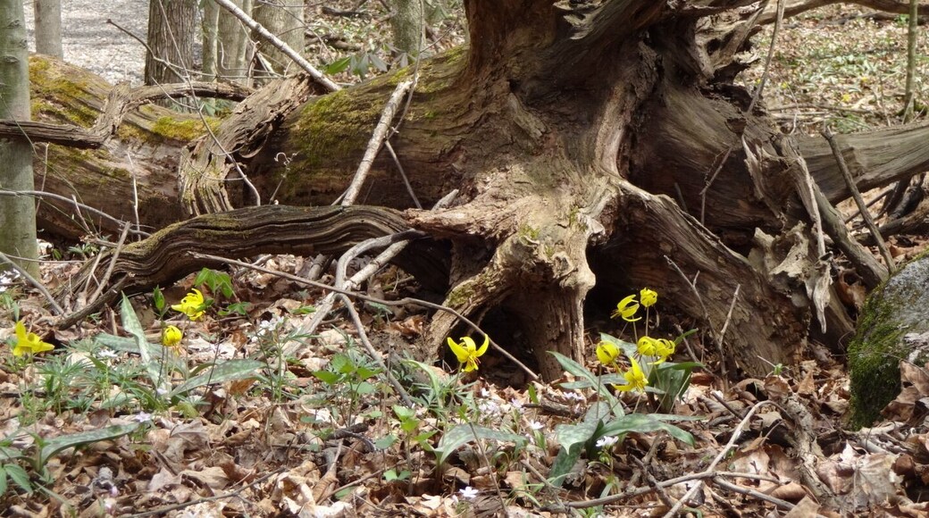 Yellow Trout Lily (Erythronium americanum) blooming in front of the artfully posed uprooted tree.
Yellow Trout Lily is named after the mottled pattern found on its leaves that resemble the skin of a trout.
Char-Mar Ridge Preserve is a 128 acre preserve with a 1.7 mile loop trail. Plenty of spring wildflowers and a pond with a wildlife viewing blind.