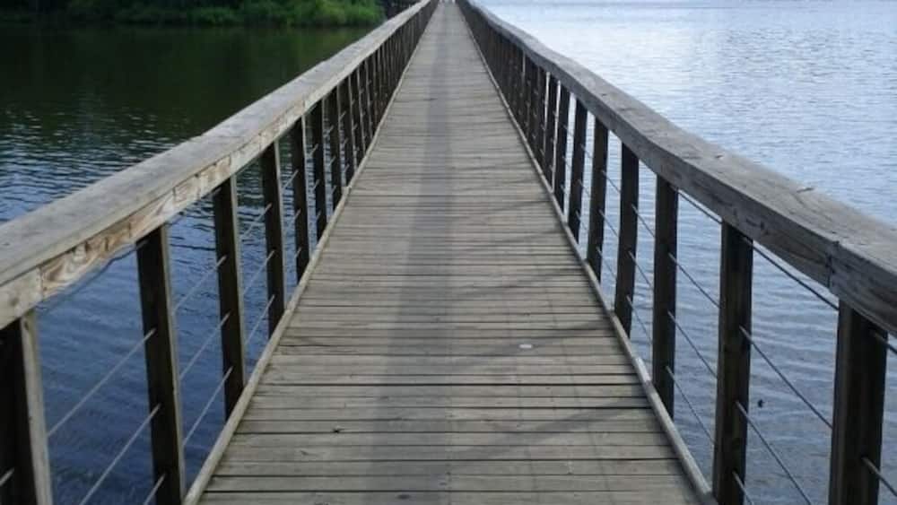 A wooden pier extending into a calm body of water, surrounded by dense greenery.