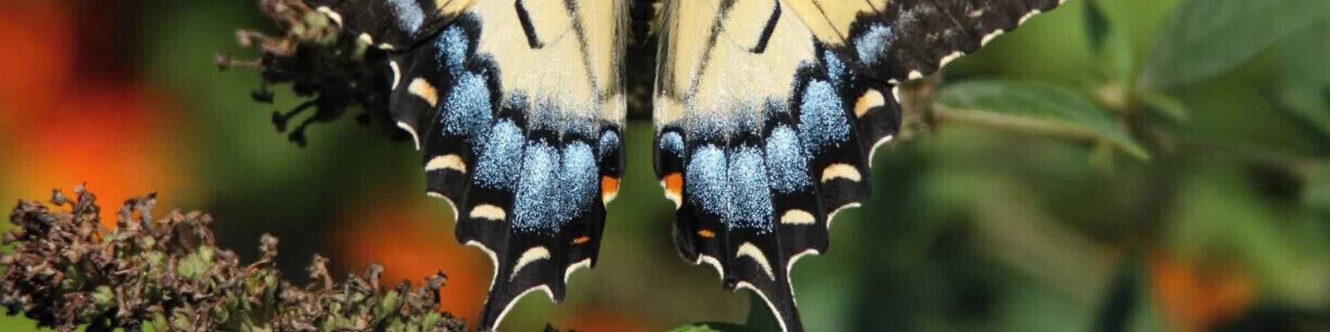 A Yellow Swallowtail butterfly resting appropriately enough upon a purple butterfly bush (Buddleia davidii)