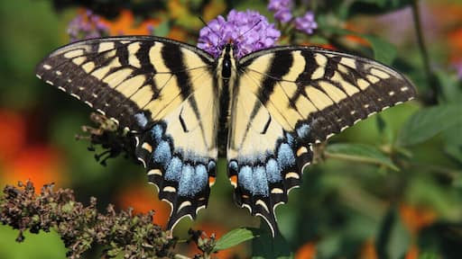 A Yellow Swallowtail butterfly resting appropriately enough upon a purple butterfly bush (Buddleia davidii)