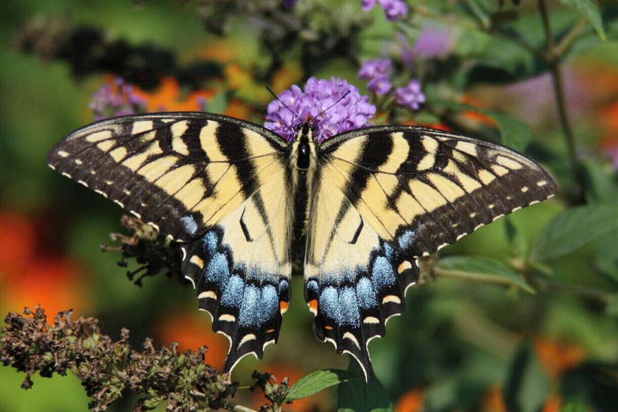 A Yellow Swallowtail butterfly resting appropriately enough upon a purple butterfly bush (Buddleia davidii)