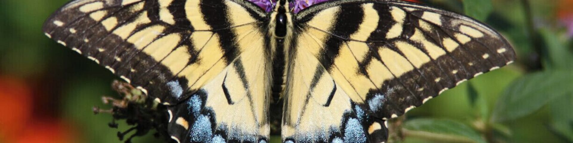 A Yellow Swallowtail butterfly resting appropriately enough upon a purple butterfly bush (Buddleia davidii)
