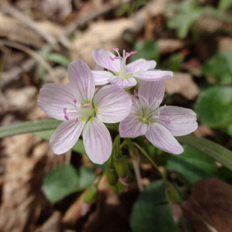 The aptly named Spring Beauty (Claytonia virginica) with its white petals with glittery pink stripes.

Odd facts about Spring Beauty; 

It is said the stripes on the petals act as runway markers to direct insects to its pollen.

The Iroquois would eat the raw roots, believing that they permanently prevented conception.  

The Algonquin people, cooked the underground corm and ate them like potatoes.

Char-Mar Ridge Preserve is a 128 acre preserve with a 1.7 mile loop trail. Plenty of spring wildflowers and a pond with a wildlife viewing blind.