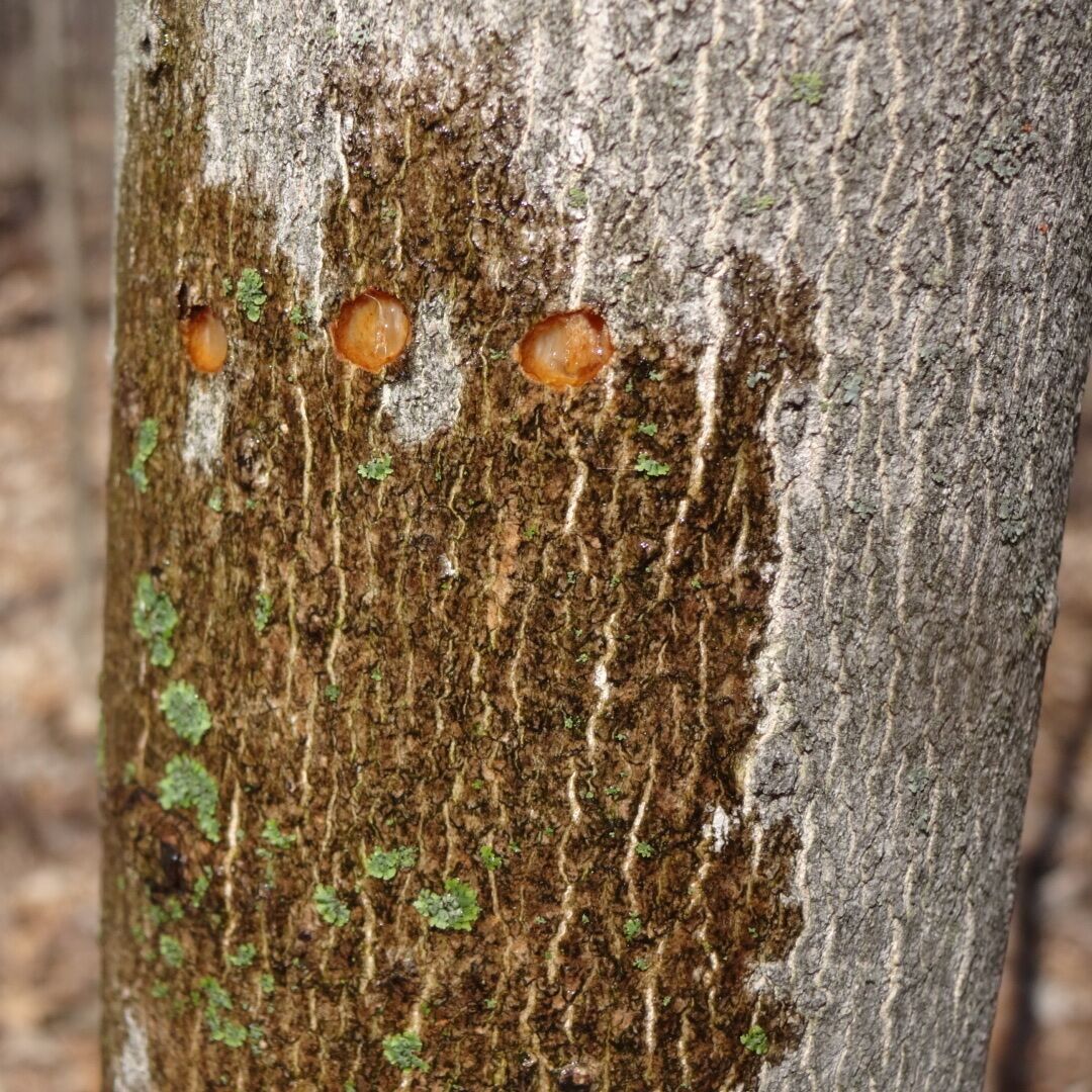 Freshly drilled woodpecker holes is the side of this tree is the best guess of what I came across here.

Woodpeckers are fun to hear when you're hiking through the woods and a cool treat when you actually spot one, but watching this tree 'bleed' after a woodpecker encounter was slightly thought provoking.