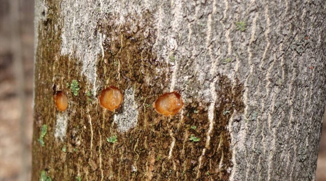 Freshly drilled woodpecker holes is the side of this tree is the best guess of what I came across here.
Woodpeckers are fun to hear when you're hiking through the woods and a cool treat when you actually spot one, but watching this tree 'bleed' after a woodpecker encounter was slightly thought provoking.