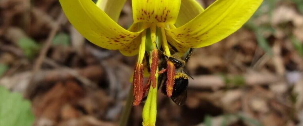 A pollen laden bumblebee enjoying this Yellow Trout Lily.
Yellow Trout Lily is named after the mottled pattern found on its leaves that resemble the skin of a trout.
Char-Mar Ridge Preserve is a 128 acre preserve with a 1.7 mile loop trail. Plenty of spring wildflowers and a pond with a wildlife viewing blind.