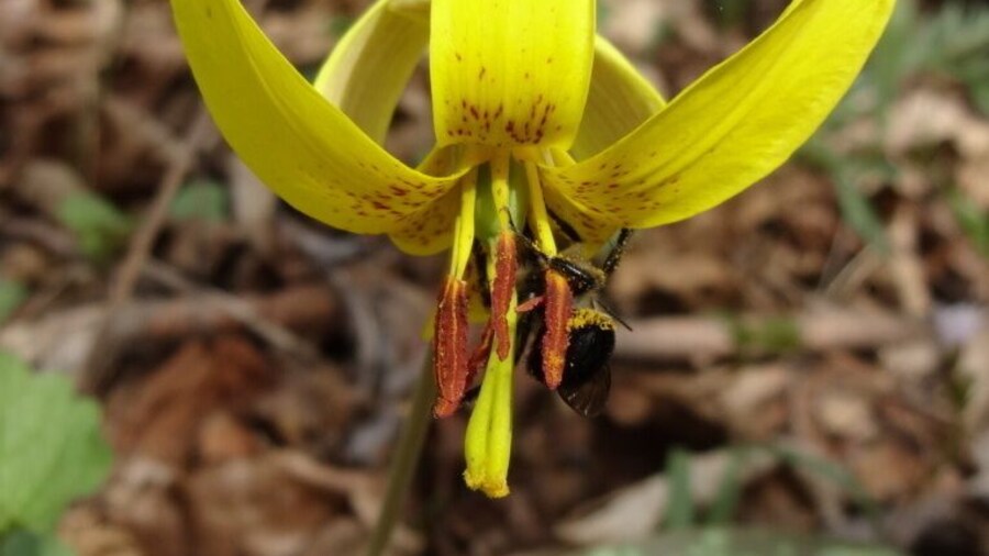 A pollen laden bumblebee enjoying this Yellow Trout Lily.
Yellow Trout Lily is named after the mottled pattern found on its leaves that resemble the skin of a trout.
Char-Mar Ridge Preserve is a 128 acre preserve with a 1.7 mile loop trail. Plenty of spring wildflowers and a pond with a wildlife viewing blind.