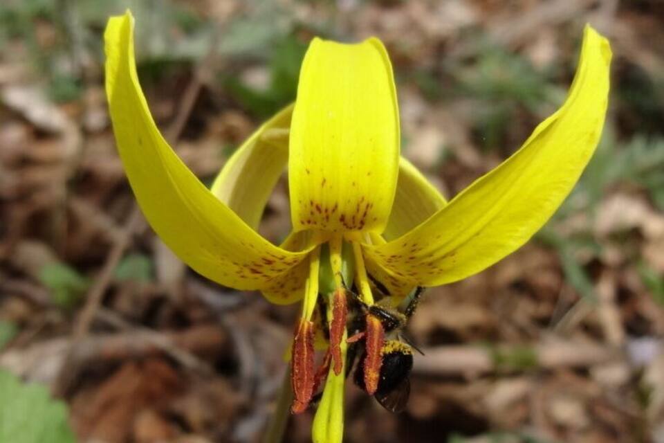 A yellow wildflower with brown spots and a bee on its stamen.