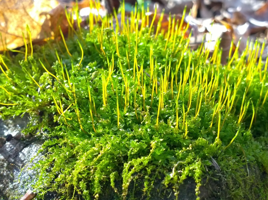 A close up of some moss glowing in the otherwise drab winter forest.