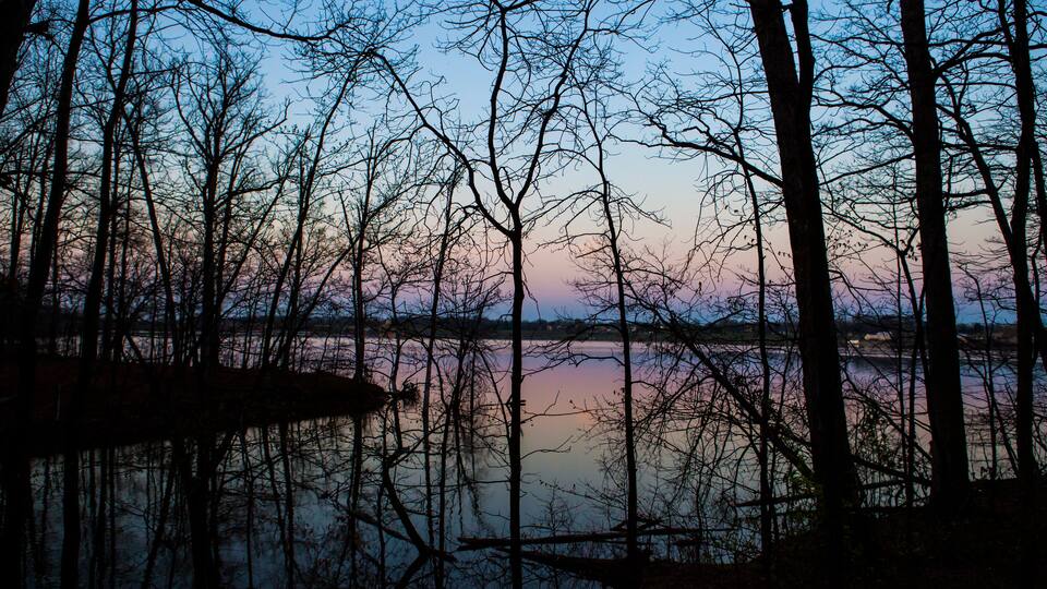 A forested area with a body of water reflecting the sky.