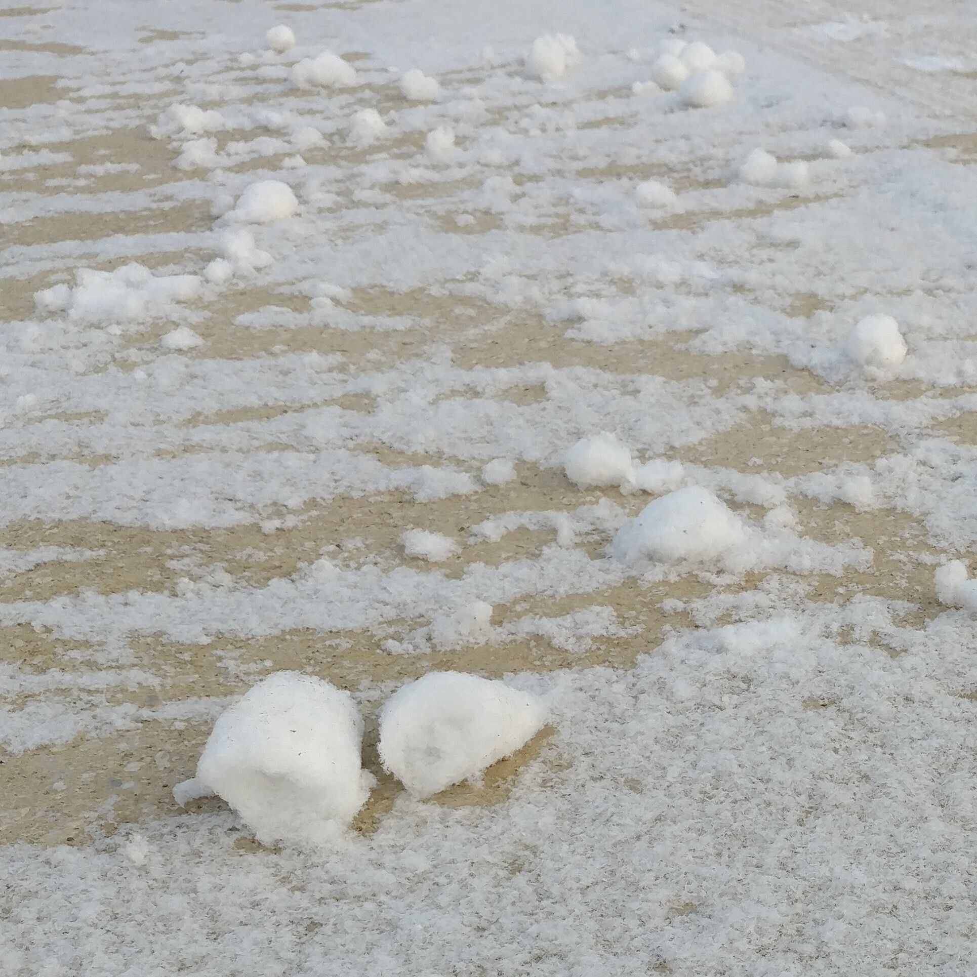 Mini snow rollers!

A weather phenomenon where light snow atop a slick substrate, such as ice, is blown by wind into cylindrical rolls. These guys are golf ball size, but a couple years ago, in this same location, there were ones bigger than watermelons.

#WinterWonders 